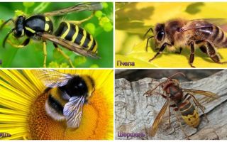 ¿Cuál es la diferencia entre avispa, abeja, abejorro, avispa