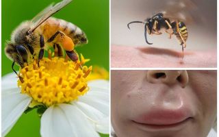 ¿Qué hacer si una abeja ha mordido el labio?