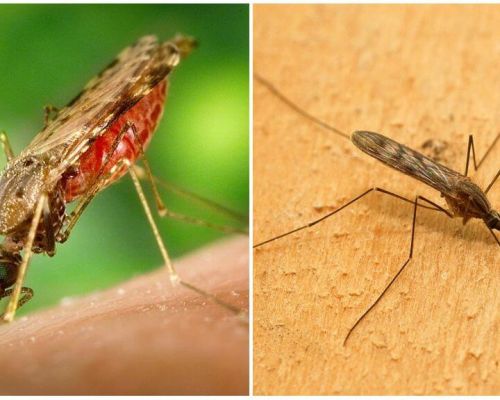¿Qué aspecto tienen los mosquitos de la malaria y cuán peligrosos son para los humanos?