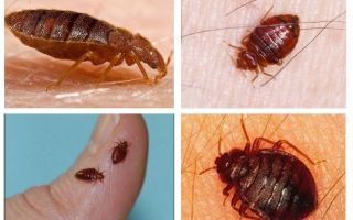 Signos de personas: ¿por qué aparecen los insectos en el apartamento?