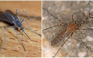 Descripción y fotos de especies de mosquitos.