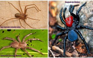 Descripción y fotos de las arañas más peligrosas del mundo.