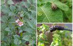 ¿Es posible procesar papas de escarabajos de Colorado durante la floración?