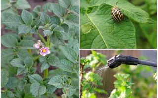 ¿Es posible procesar papas de escarabajos de Colorado durante la floración?