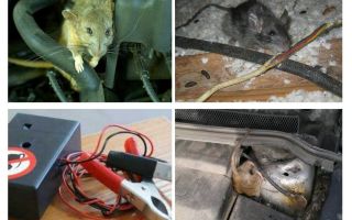 Cómo deshacerse de las ratas bajo el capó de un coche
