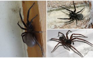¿Qué tipo de arañas viven en un apartamento o casa?