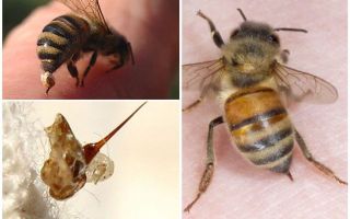 Picadura de abeja y avispa