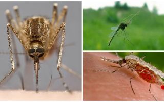 Cómo se ven los mosquitos y qué los atrae a una persona.