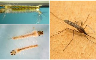 Descripción y fotos de larvas de mosquitos.