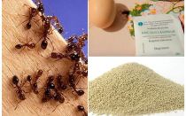 Remedios populares contra las hormigas.
