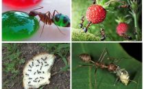 Que comen las hormigas en la naturaleza