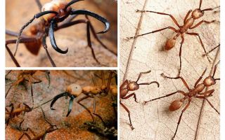 Las hormigas más peligrosas del mundo.