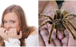 ¿Cuál es el nombre del miedo a las arañas (fobia) y los métodos de tratamiento?