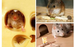 Los ratones comen queso o no