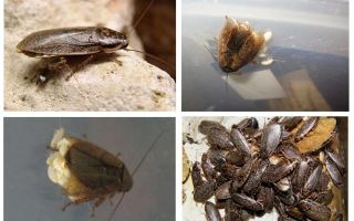 Cucarachas de mármol: qué alimentar y cómo criar
