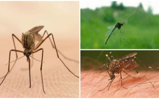 Datos interesantes sobre los mosquitos.