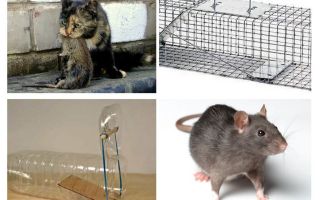 Cómo sacar a las ratas de una casa particular