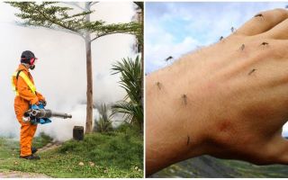 Medios para el procesamiento del área de mosquitos y garrapatas.
