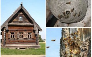 Cómo sacar a las abejas de la casa de madera y otros lugares