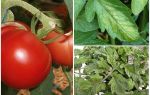 Pulgones en los tomates: qué procesar y cómo luchar
