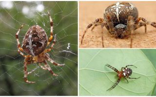 Crusader Spider Descripción y Fotos