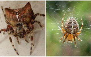 Spider jog: foto y efectos después de un bocado.