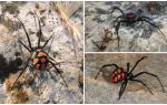 Descripción y fotos de arañas de Kazajstán