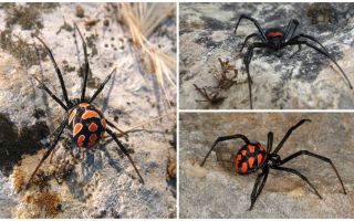 Descripción y fotos de arañas de Kazajstán