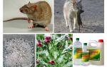Cómo eliminar ratas de los remedios populares granero