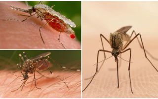 ¿Cuántos mosquitos necesitas para beber toda la sangre?