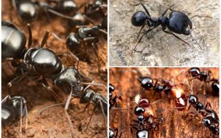 Segadoras de hormigas