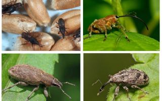 Escarabajo gorgojo y sus larvas