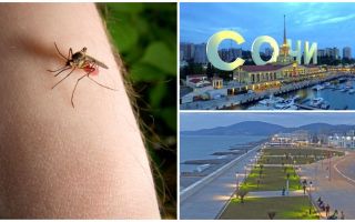 ¿Hay mosquitos en Sochi y Adler?