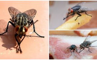 ¿Por qué las moscas frotan sus patas?