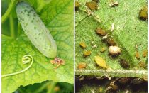 ¿Qué y cómo tratar con los áfidos en pepinos en invernaderos y campo abierto?