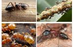 Hormigas de jardín perjudican y benefician
