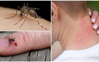 ¿Y si un mosquito pica?