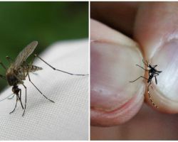 Cómo criar y cuántos mosquitos viven.