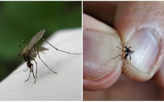 Cómo criar y cuántos mosquitos viven.