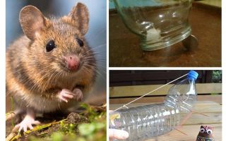 Cómo atrapar un ratón en una casa sin una trampa para ratones