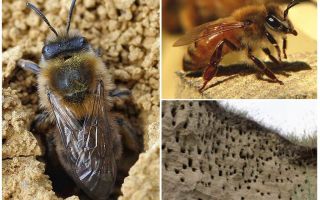 Cómo eliminar abejas de tierra del sitio
