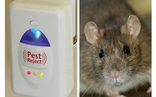 Pest Redzhekt repelente ultrasónico roedores e insectos