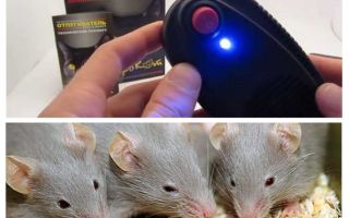Repelente de ratones y ratas Elektrokot.
