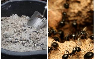 Ceniza de las hormigas en el sitio