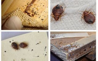 Cómo se ve un insecto en los muebles y cómo deshacerse de él