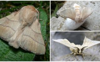Descripción y foto de oruga y gusano de seda mariposa.