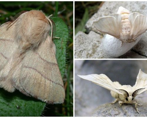 Descripción y foto de oruga y gusano de seda mariposa.