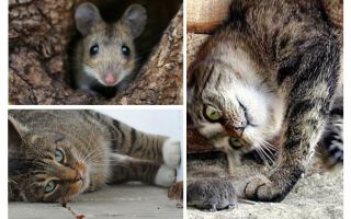 ¿Los gatos y los gatos comen ratones?