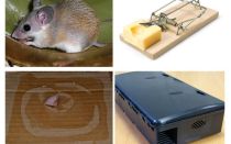 Cómo eliminar ratones de una casa particular