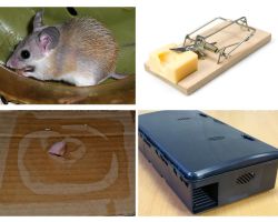 Cómo eliminar ratones de una casa particular